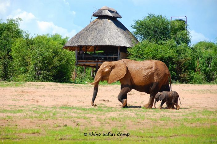 Rhino Safari Camp, Zimbabwe