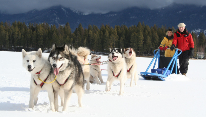 Dog sledding in Chamonix