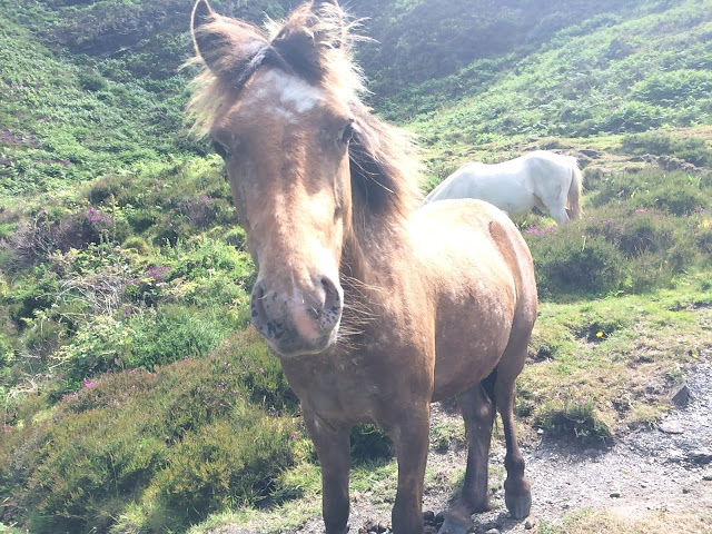 Horses on the South West Coast Path